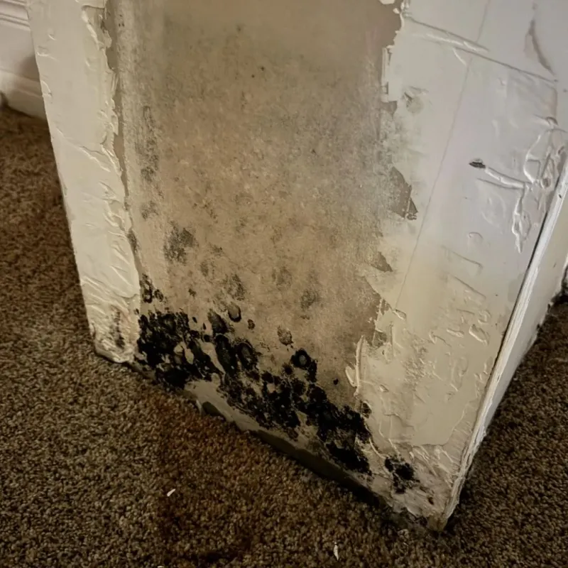 Professional Mold Removal in Johnston, IA